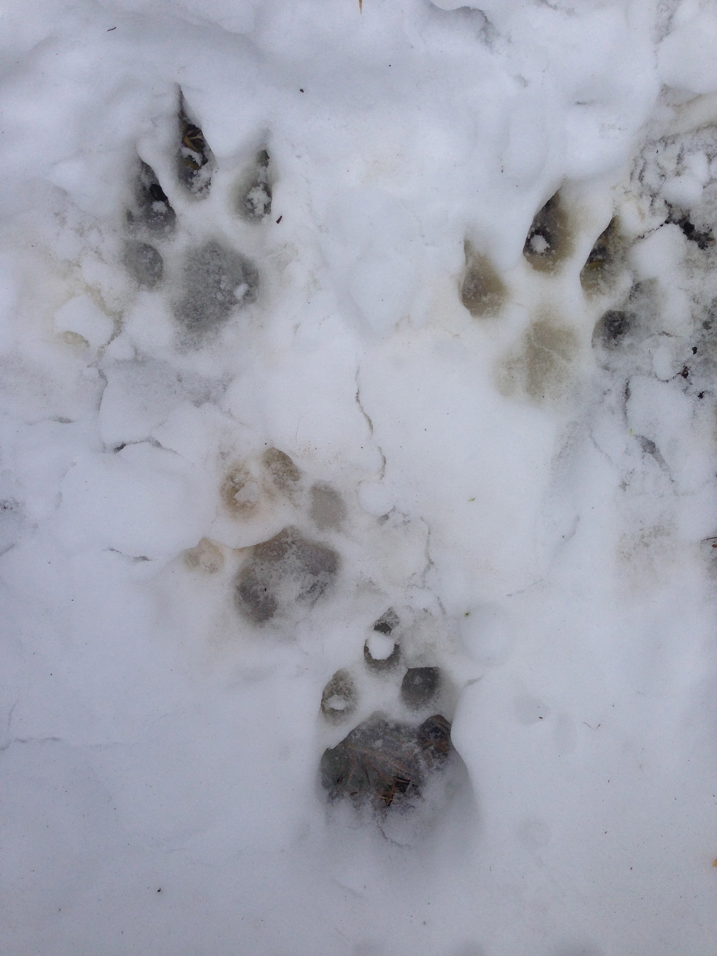 mountain lion tracks in snow